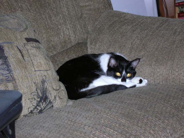 cat